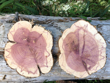 Load image into Gallery viewer, 4 Gorgeous 8in red cedar slices/cookies/slabs/rounds centerpiece live edge—free gift with purchase! Wedding, crafts and more!