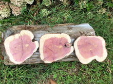Load image into Gallery viewer, 3 Gorgeous 10in red cedar slices/cookies/slabs/rounds centerpiece live edge—free gift with purchase! Wedding, crafts, Rustic