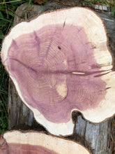 Load image into Gallery viewer, 3 Gorgeous 10in red cedar slices/cookies/slabs/rounds centerpiece live edge—free gift with purchase! Wedding, crafts, Rustic