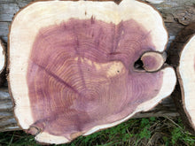 Load image into Gallery viewer, 3 Gorgeous 10in red cedar slices/cookies/slabs/rounds centerpiece live edge—free gift with purchase! Wedding, crafts, Rustic