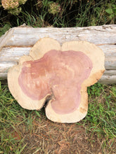 Load image into Gallery viewer, 17” SANDED red cedar rustic slice cookie slab round table top live edge—free gift with purchase! Wedding, crafts and more!
