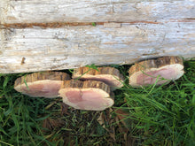 Load image into Gallery viewer, 4 Gorgeous 8in red cedar slices/cookies/slabs/rounds centerpiece live edge—free gift with purchase! Wedding, crafts and more!