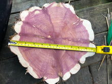 Load image into Gallery viewer, Red cedar wood slices tree slabs, for centerpieces, wedding decor, large wood round 12”X11” set of 3–free gift!