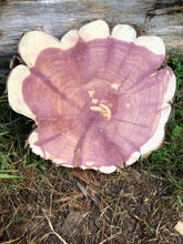 Load image into Gallery viewer, Red cedar wood slices tree slabs, for centerpieces, wedding decor, large wood round 12”X11” set of 3–free gift!