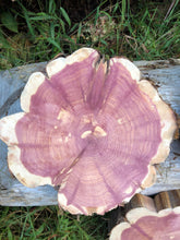 Load image into Gallery viewer, Red cedar wood slices tree slabs, for centerpieces, wedding decor, large wood round 12”X11” set of 3–free gift!