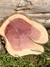 Load image into Gallery viewer, 2 Gorgeous 8x9” SANDED red cedar rustic slices cookies slabs rounds centerpiece live edge—free gift with purchase! Wedding, crafts and more!