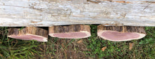 Load image into Gallery viewer, 3 Gorgeous 8” red cedar slices/cookies/slabs/rounds centerpiece live edge—free gift with purchase! Wedding, crafts, Rustic