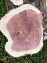 Load image into Gallery viewer, 3 Gorgeous 10in red cedar slices/cookies/slabs/rounds centerpiece live edge—free gift with purchase! Wedding, crafts, Rustic