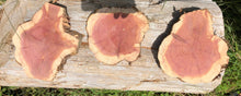 Load image into Gallery viewer, 3 Gorgeous 6”-7” SANDED red cedar slices cookies slabsrounds centerpiece live edge—free gift with purchase! Wedding, crafts, Rustic