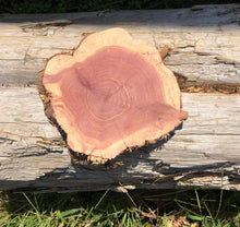 Load image into Gallery viewer, 7” SANDED red cedar rustic slice cookie slab round centerpiece live edge—free gift with purchase! Wedding, crafts and more!