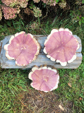 Load image into Gallery viewer, Red cedar wood slices tree slabs, for centerpieces, wedding decor, large wood round 12”X11” set of 3–free gift!