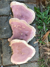 Load image into Gallery viewer, 3 Gorgeous 7” red cedar slices/cookies/slabs/rounds centerpiece live edge—free gift with purchase! Wedding, crafts, Rustic