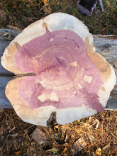 Load image into Gallery viewer, 14” Red cedar wood slice, tree slab, for centerpieces, wedding decor, large wood round