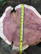 Load image into Gallery viewer, 15” Red cedar wood slice, tree slab, for centerpieces, wedding decor, large wood round