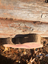 Load image into Gallery viewer, 13” Red cedar wood slice, tree slab, for centerpieces, wedding decor, large wood round