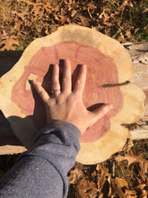 Load image into Gallery viewer, 13” Red cedar wood slice, tree slab, for centerpieces, wedding decor, large wood round