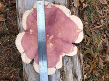 Load image into Gallery viewer, 11” Red cedar wood slice, tree slab, for centerpieces, wedding decor, large wood round