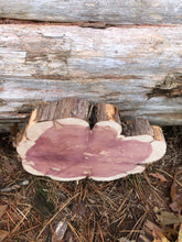 Load image into Gallery viewer, 11” Red cedar wood slice, tree slab, for centerpieces, wedding decor, large wood round