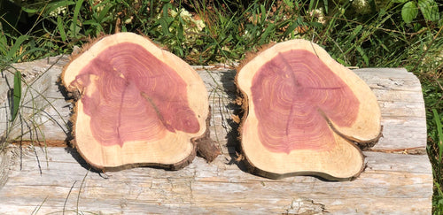 2 Gorgeous 8x9” SANDED red cedar rustic slices cookies slabs rounds centerpiece live edge—free gift with purchase! Wedding, crafts and more!