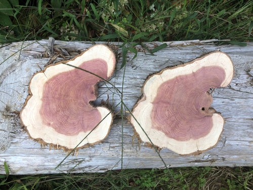 2 Gorgeous 8.5x7” SANDED red cedar rustic slices cookies slabs rounds centerpiece live edge—free gift with purchase! Wedding
