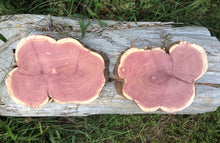Load image into Gallery viewer, 2 Gorgeous 9.5x7” SANDED red rustic cedar slices cookies slabs rounds centerpiece live edge—free gift! Wedding, crafts and more!—unique!
