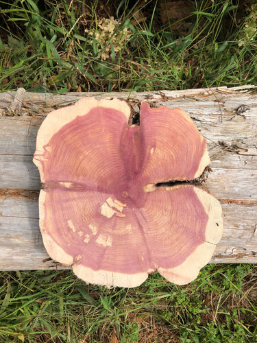 12”X11” Sanded Red cedar Rustic slice cookie slab round centerpiece live edge—free gift with purchase! Wedding, crafts and more!
