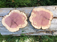 Load image into Gallery viewer, 4 Gorgeous 8in red cedar slices/cookies/slabs/rounds centerpiece live edge—free gift with purchase! Wedding, crafts and more!

