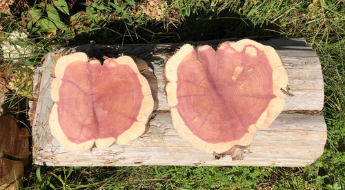 10” (2) set SANDED red cedar rustic slice cookie slab round centerpiece live edge—free gift with purchase! Wedding, crafts and more!