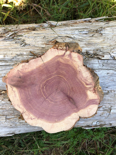 7” SANDED red cedar rustic slice cookie slab round centerpiece live edge—free gift with purchase! Wedding, crafts and more!
