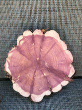 Load image into Gallery viewer, Red cedar wood slice, tree slab, for centerpieces, wedding decor, large wood round 12”X11”
