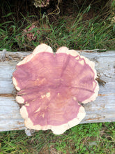 Load image into Gallery viewer, 11” Red cedar wood slice, tree slab, for centerpieces, wedding decor, large wood round
