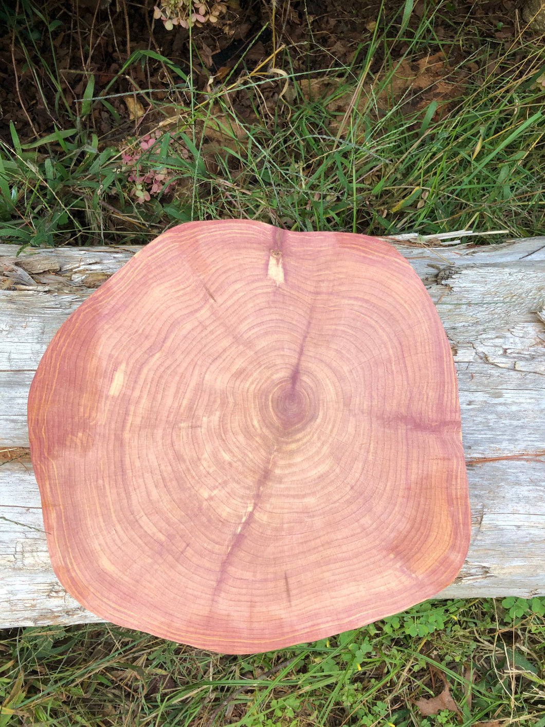 12” Red cedar wood slice, tree slab, for centerpieces, wedding decor, large wood round 2” thick SANDED