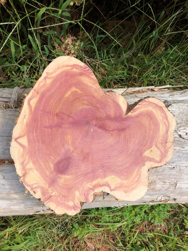 12” Sanded Red cedar Rustic slice cookie slab round centerpiece live edge—free gift with purchase! Wedding, crafts and more!