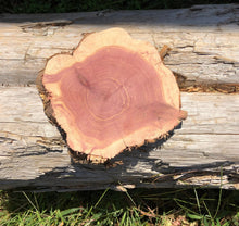 Load image into Gallery viewer, 7” SANDED red cedar rustic slice cookie slab round centerpiece live edge—free gift with purchase! Wedding, crafts and more!
