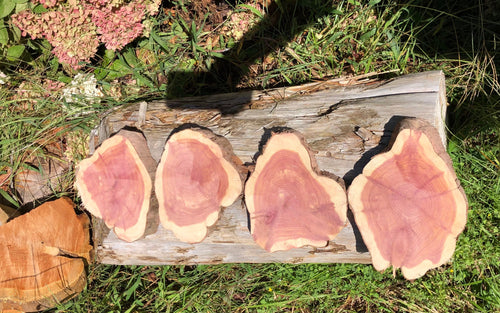 4 Gorgeous 7”-8” SANDED red cedar slices cookies slabsrounds centerpiece live edge—free gift with purchase! Wedding, crafts, Rustic