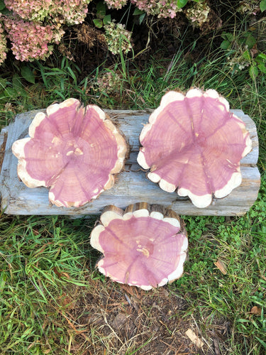 Red cedar wood slices tree slabs, for centerpieces, wedding decor, large wood round 12”X11” set of 3–free gift!