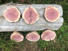 Load image into Gallery viewer, 6 Gorgeous 7” SANDED red cedar rustic slices cookies slabs rounds centerpiece live edge—free gift with purchase! Wedding, crafts and more!
