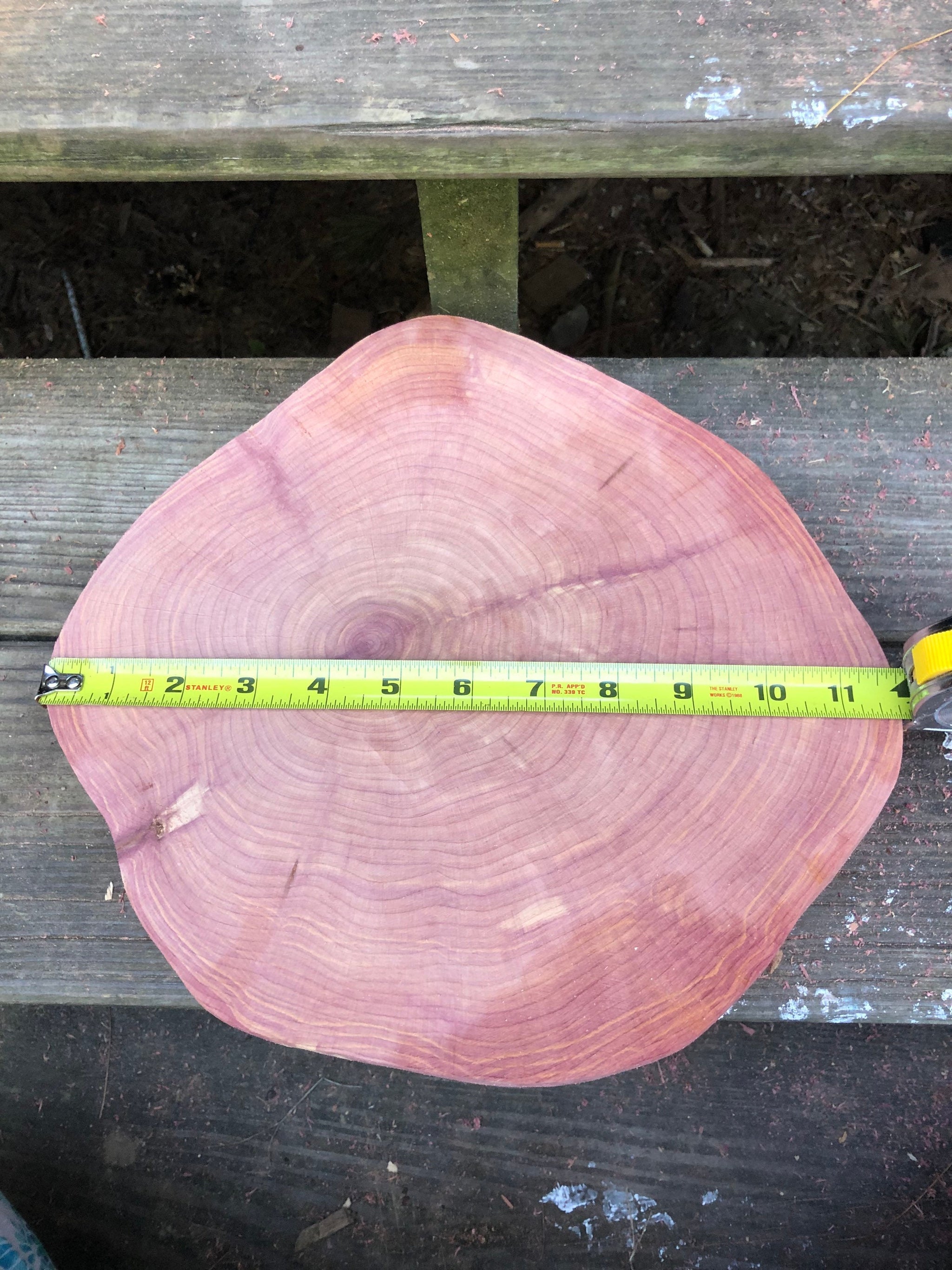 2 set of an 11” and 10” Red cedar wood slice, tree slab, for centerpieces, wedding decor, shops wood round