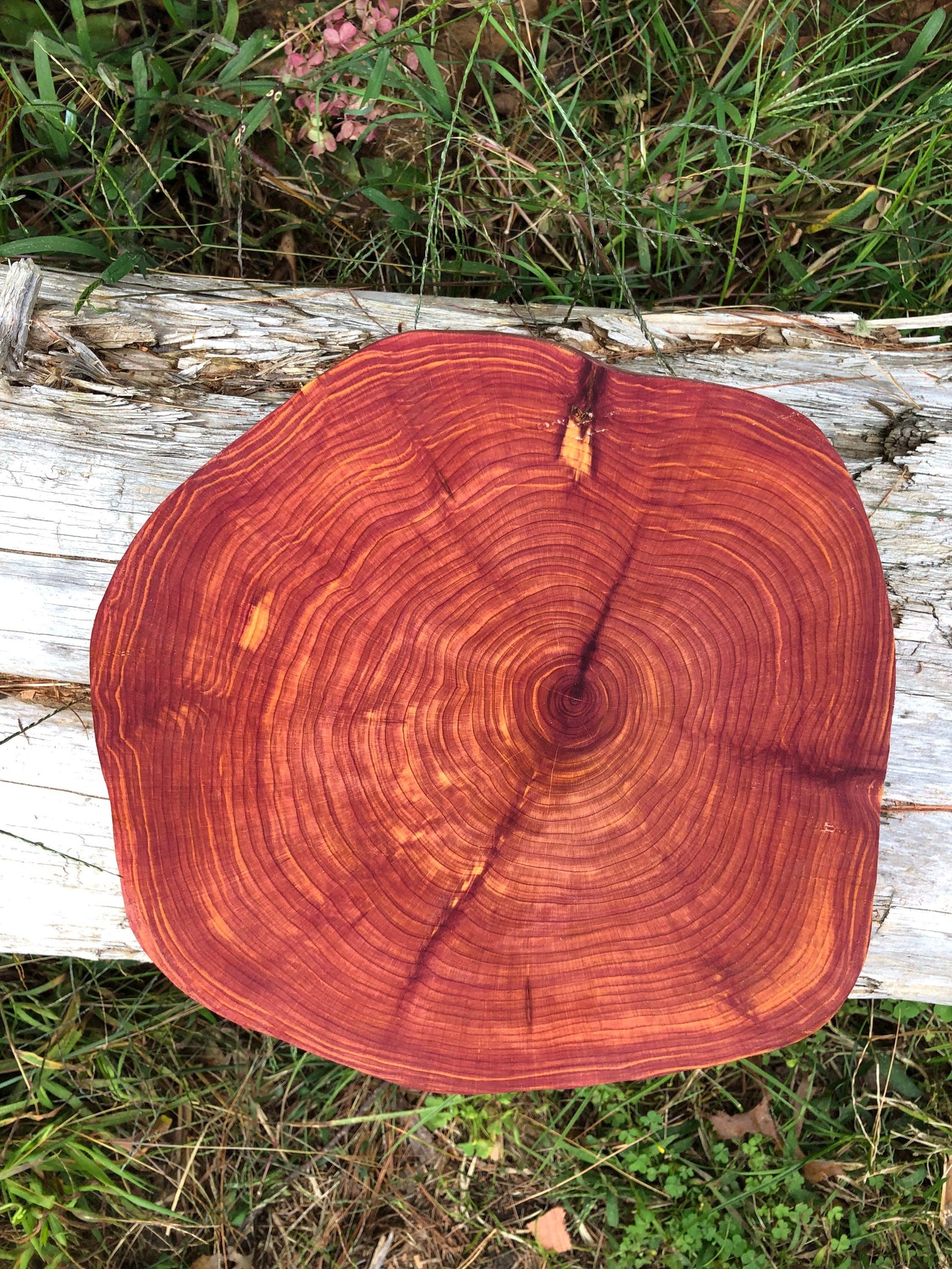 14” Red cedar wood slice, tree slab, for centerpieces, wedding decor, –  Divine Vibes Boutique