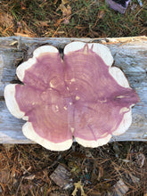 Load image into Gallery viewer, 12” Red cedar wood slice, tree slab, for centerpieces, wedding decor, large wood round
