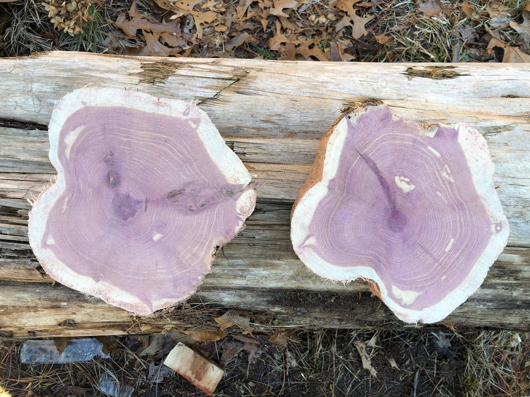 2 set of 7” SANDED Red Cedar Wood Cookie Slice Slab Round Centerpiece Rustic Live Edge Wedding Crafts